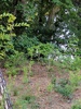 숨은그림찾기 ... 숲을 유유히 거니는 장끼 (꿩 수컷) - common pheasant (Phasianus colchicus)