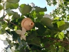 말벌(아마도 좀말벌/Vespa analis)이 산딸나무에 지은 호리병 모양 벌집