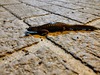 도롱뇽 Hynobius leechii (Korean Salamander)