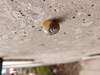 벽에서 쉬는 명주달팽이 (Acusta despecta)