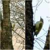 청딱따구리 암컷 (Picus canus / Gray-headed Woodpecker)