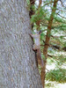 청설모(청서) Sciurus vulgaris mantchuricus; Eurasian red squirrel