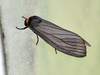 검은색 날개 주황색 머리 나방: 목도리불나방 Paraona staudingeri