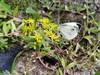 돌나물 꽃과 배추흰나비 (Pieris rapae, small cabbage white)