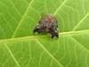 팔점날개매미충 - Ricania speculum - black planthopper