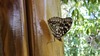 왕오색나비 Sasakia charonda (Large Purple Fritillary) 수컷
