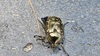 흰점박이꽃무지 Protaetia brevitarsis seulensis