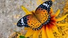 암끝검은표범나비 (Argyreus hyperbius)