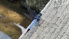 밀잠자리 (Orthetrum albistylum) 수컷