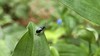 배노랑긴가슴잎벌레 Lema concinnipennis