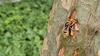 단풍나무 수액의 말벌(참말벌?) Vespa crabro