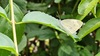 배추흰나비 Pieris rapae