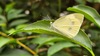 배추흰나비 Pieris rapae