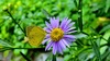 벌개미취 꽃의 남방노랑나비 Eurema hecabe