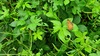 환삼덩굴에 앉아쉬는 네발나비 Polygonia c-aureum