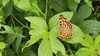 환삼덩굴에 앉아쉬는 네발나비 Polygonia c-aureum