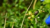 달개비 꽃에서 쉬는 점박이둥글노린재 Eysarcoris guttigerus