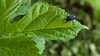 극동등에잎벌 Arge similis (추정)