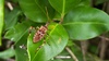 소나무허리노린재 Leptoglossus occidentalis