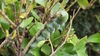 큰쥐박각시 애벌레 Psilogramma increta