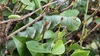 큰쥐박각시 애벌레 Psilogramma increta