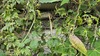 사위질빵 꽃의 왕사마귀 Tenodera sinensis (갈색형 수컷)
