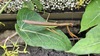 박주가리 잎의 왕사마귀 Tenodera sinensis (갈색형 수컷)
