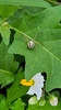 도깨비가지 꽃과 각시어리왕거미 (Neoscona adianta)