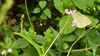 가시덩굴여뀌 꽃의 배추흰나비 Pieris rapae
