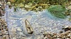 계곡 바위의 참개구리 Pelophylax nigromaculatus