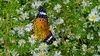 미국쑥부쟁이 꽃의 암끝검은표범나비 (Argyreus hyperbius) 암컷