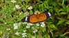 미국쑥부쟁이 꽃의 암끝검은표범나비 (Argyreus hyperbius) 암컷
