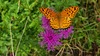 산비장이 꽃의 암끝검은표범나비 (Argyreus hyperbius) 수컷