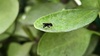 사철나무 잎의 민날개버섯파리 (Monoclona braueri) (추정)