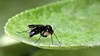 사철나무 잎의 민날개버섯파리 (Monoclona braueri) (추정) (부분확대)