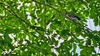 나뭇가지의 멧비둘기 (Streptopelia orientalis)