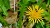 서양민들레 꽃과 꼬마꽃벌. 줄꼬마꽃벌 (Lasioglossum subopacum) 추정
