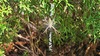 흰띠 거미줄의 긴호랑거미 (Argiope bruennichi) 암컷