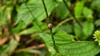 풀이삭의 가시점둥글노린재 (Eysarcoris aeneus) 약충 (추정)