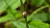 풀이삭의 가시점둥글노린재 (Eysarcoris aeneus) 약충 (추정) (확대)