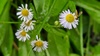 개망초 꽃의 꼬마꽃등에 (Sphaerophoria scripta) 암컷