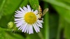 개망초 꽃의 꼬마꽃등에 (Sphaerophoria scripta) 암컷 (확대)