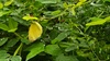 풀잎에 매달린 남방노랑나비 (Eurema hecabe)