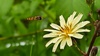 왕고들빼기 꽃으로 날아드는 호리꽃등에 (Episyrphus balteatus) (확대)