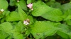 고마리 꽃의 변색장님노린재 (Adelphocoris suturalis)
