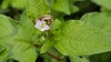 고마리 꽃의 변색장님노린재 (Adelphocoris suturalis)