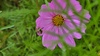 살사리꽃의 변색장님노린재 (Adelphocoris suturalis)