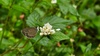 고마리 꽃의 남방부전나비 (Pseudozizeeria maha)