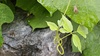 비와 칡과 두점배허리노린재 (Homoeocerus unipunctatus)