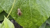 비와 칡과 두점배허리노린재 (Homoeocerus unipunctatus)